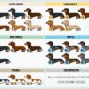 il 1000xN.2171374158 bq7p - Dachshund UK Store