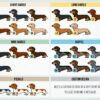 il 1000xN.3029886586 69cj - Dachshund UK Store