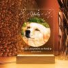 il 1000xN.5709765132 mdhe - Dachshund UK Store