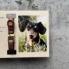 il 1000xN.5796897930 1vil - Dachshund UK Store